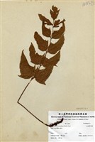 藏品(細齒貫眾蕨)的圖片